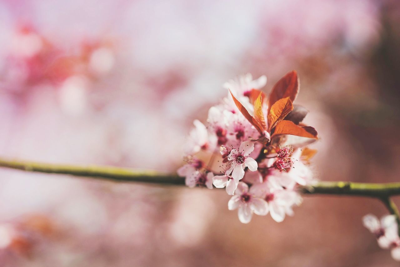 flower, nature, fragility, growth, beauty in nature, freshness, close-up, no people, petal, flower head, plum blossom, pink color, outdoors, blooming, day, pollen