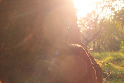 Close-up of tree against sunlight