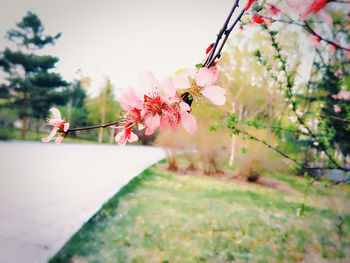 Close-up of pink flower tree against sky