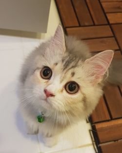 Close-up portrait of a cat