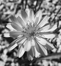 Close-up of white flower blooming outdoors