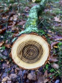 High angle view of shell on tree