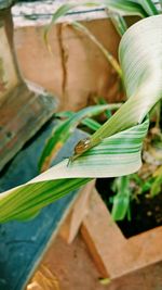 Close-up of insect on plant