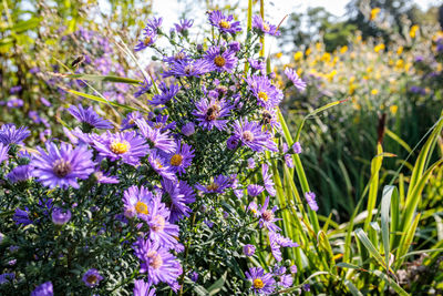 Close-up of purple flowering plants on field