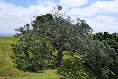 Tree against sky