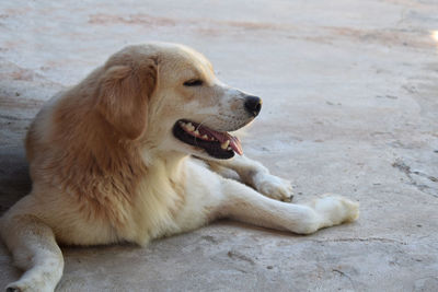 Close-up of a dog looking away