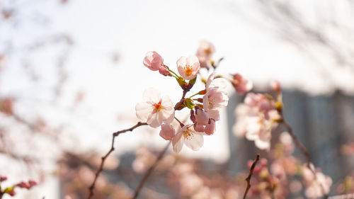 Close-up of cherry blossom tree