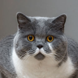 Close-up portrait of cat against gray background