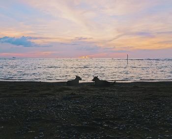 Scenic view of sea at sunset