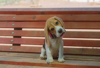 Portrait of dog sitting outdoors