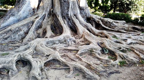 Close-up of tree trunk in forest