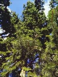 Close-up of pine tree