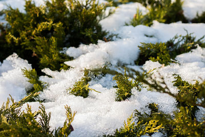 Close-up of frozen tree against sky