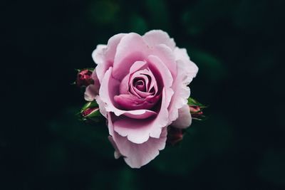 Close-up of pink rose