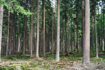 Pine trees and spruce trees in forest, lüneburger heide 