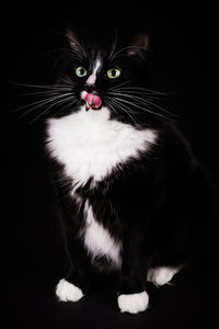 Close-up of cat against black background