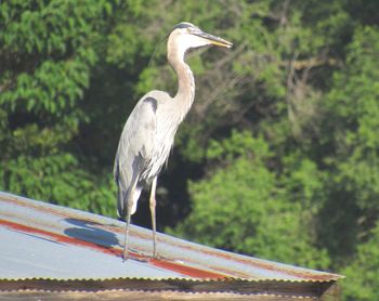 High angle view of gray heron perching on a tree