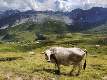 View of a cow on field