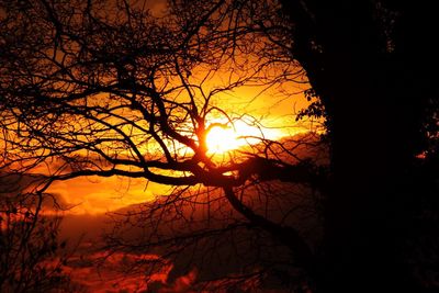 Silhouette of bare trees at sunset