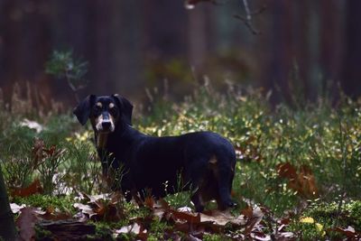 Black dog in a field