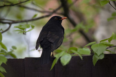 Close-up of bird perching on branch