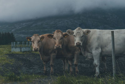 Portrait of cow standing on field