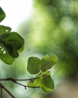 Close-up of green leaves