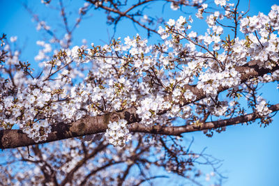 Low angle view of cherry blossoms against sky