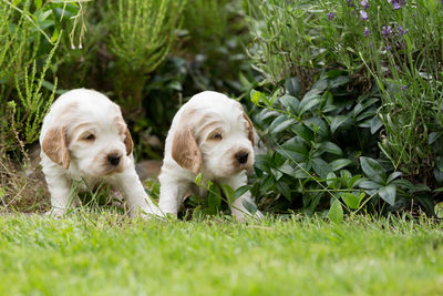 High angle view of two dogs on grass