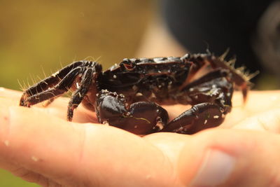 Close-up of black crab on human palm