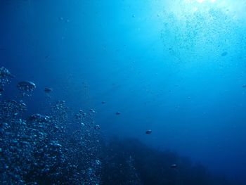 Close-up of jellyfish swimming in sea