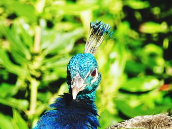 Close-up of peacock