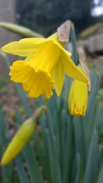 Close-up of yellow flower