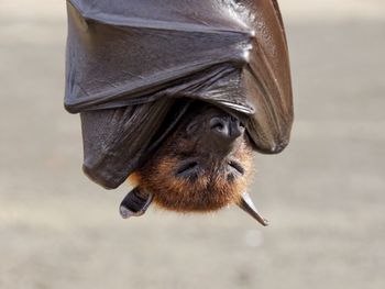 Close-up of bat