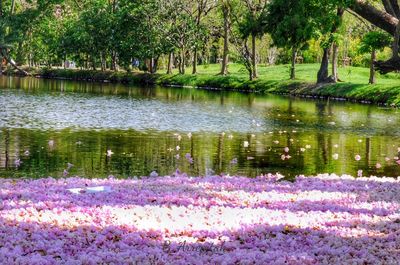 Scenic view of lake by trees