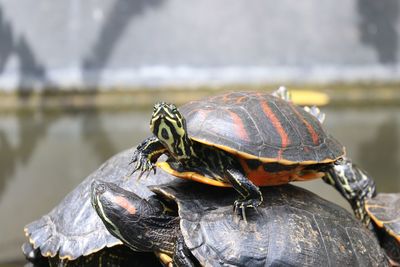 Close-up of a turtle