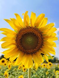 Close-up of sunflower