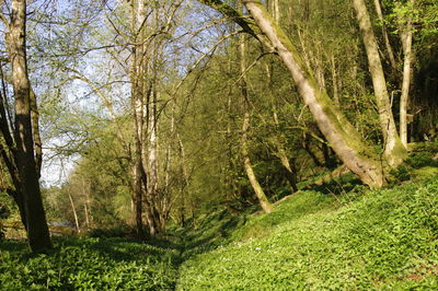 Scenic view of forest
