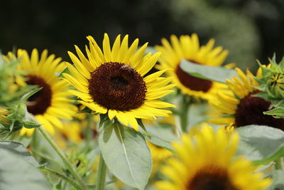 Close-up of yellow flowering plant