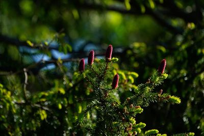 Close-up of plant against trees