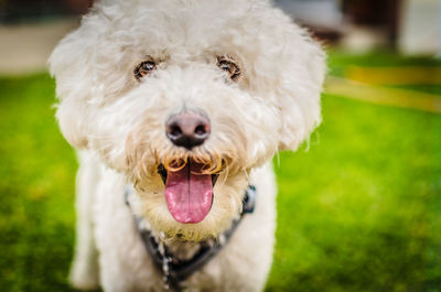 Close-up of dog sticking out tongue