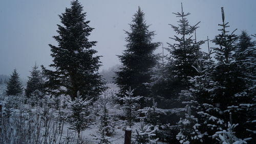 Pine trees in forest during winter