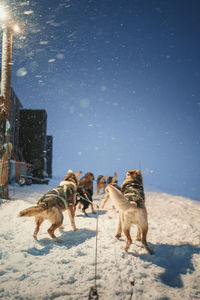 High angle view of dogs on snow