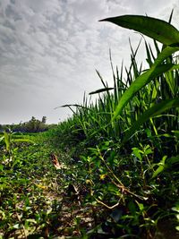 Close-up of plants growing on field against sky