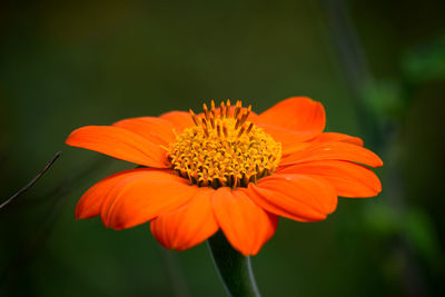 Close-up of orange flower