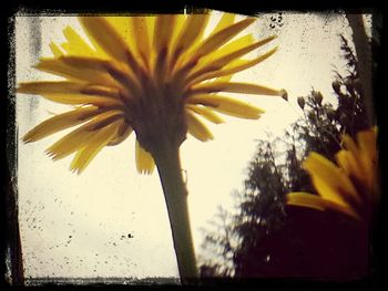 Close-up of yellow flowers