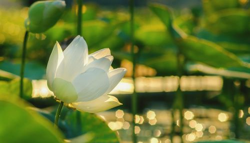 Close-up of white lotus water lily