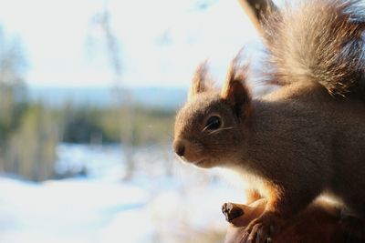 Close-up of squirrel looking away