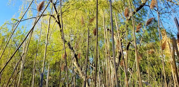 Low angle view of bamboo trees in forest