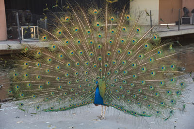 Close-up of peacock feathers